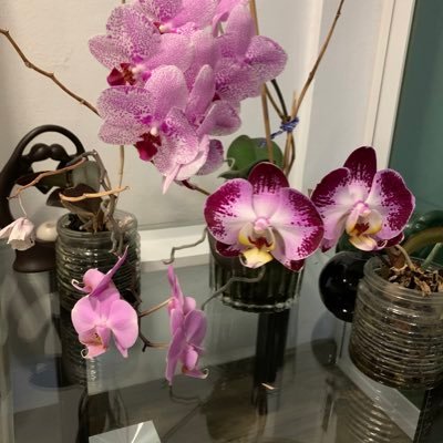 Profile Picture of Alma Rosa Díaz Valerio (@AlmaRosaDazVal1) on Twitter