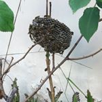 Profile Picture of brian_bako (@brian_bako) on Instagram