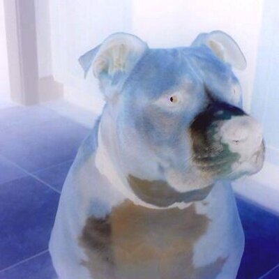 Profile Picture of Aaron Springer (@AAronS_001) on Twitter