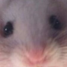 Profile Picture of ジパング (@morabito_andrew) on Twitter