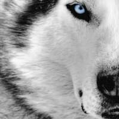 Profile Picture of Richard Farkas (@richard_farkas) on Twitter