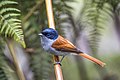 Paradise flycatcher - Wikipedia Profile Picture of Paradise flycatcheron Wikipedia