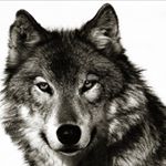 Profile Picture of The Sender (@leoh7.7) on Instagram