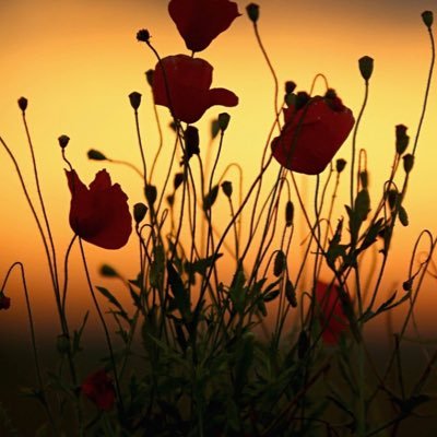 Profile Picture of M Wardle (@wardle_marianne) on Twitter