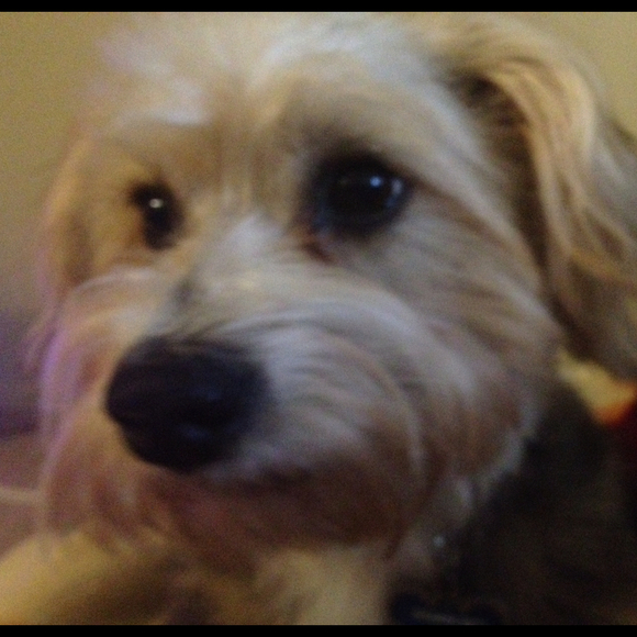 Profile Picture of Rose Marcelin (@rkmarcelin) on Poshmark