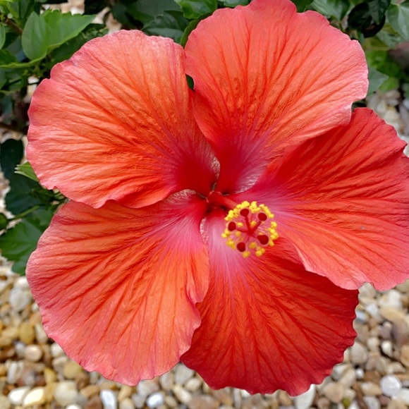 Profile Picture of Adriana Pallone (@adripall) on Poshmark