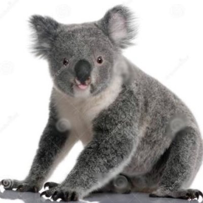 Profile Picture of Angry Koala Mike (@AngryKoalaMike) on Twitter