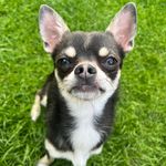 Profile Picture of Norman Lawley Appleton (@normithechihuahua) on Instagram