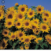 Profile Picture of Cicely Walters (@cicelywalters1479) on Youtube