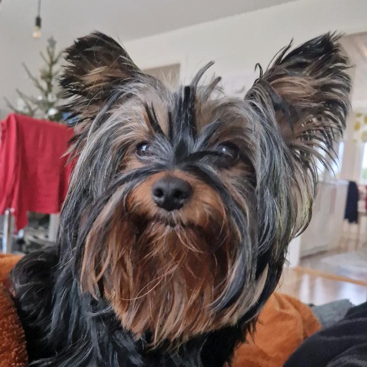 Profile Picture of Daniel Perkmar (@danielperkmar) on Tiktok