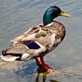 Profile Picture of Wucky_yt (@corum_devin) on Twitter