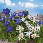 Profile Picture of Daniela Kleinstein (@daniela.kleinstein.1) on Facebook