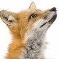 Profile Picture of Alfred Almost Festive Fox 🦊🚚🎅 (@fox_alf) on Twitter