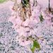 Profile Picture of Rachana Shrestha (@rachana518) on Pinterest