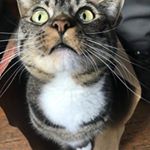 Profile Picture of Steve McClure (@sfstevesf) on Instagram