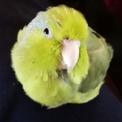 Profile Picture of An Fledderus Maijers (@AnFledderus) on Twitter