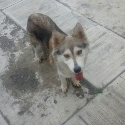 Profile Picture of AdrianSandoval (@AdrianSandovalT) on Twitter