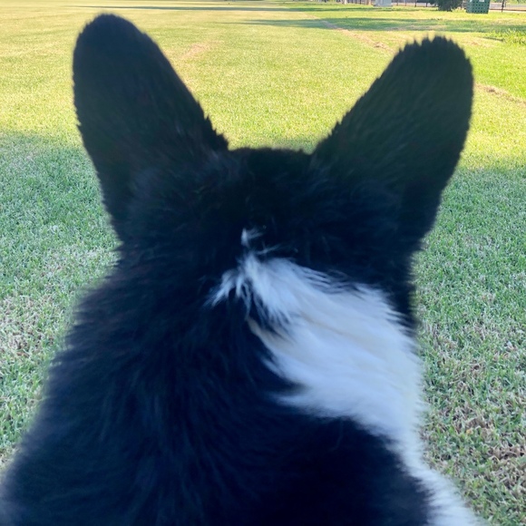 Profile Picture of Lisa Bauerle (@lisbau) on Poshmark