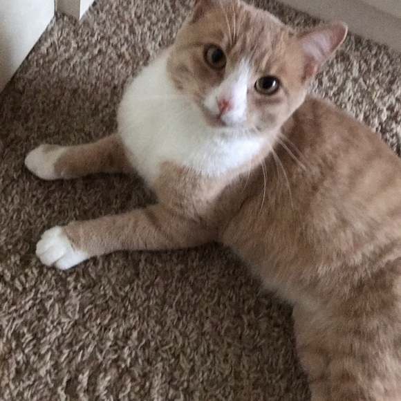 Profile Picture of Molly Sikma (@mollybrynn1) on Poshmark