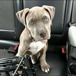 Profile Picture of Ryan Schopp (@eaglsfball) on Instagram