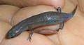 Profile Picture of Ristella travancoricaon Wikipedia
