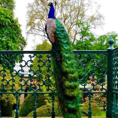 Raj Tiwari - Twitter Profile Picture of Raj Tiwari (@rajtiwari_ind) on Twitter