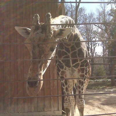 Profile Picture of Kevin Kintzele (@@KevinKinz) on Twitter