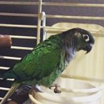 Profile Picture of Caleb Jacoby (@tweety_boi) on Instagram