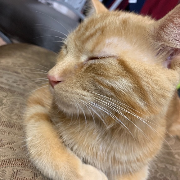 Profile Picture of Layann Zahrieh (@layannzahrieh) on Poshmark