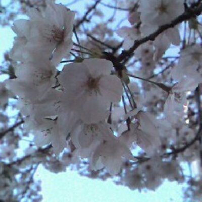 Profile Picture of Hiroshi Yokota (@hiroyan0025) on Twitter