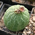Profile Picture of Larryleachia cactiformison Wikipedia