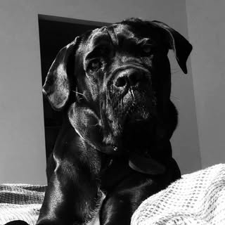 Profile Picture of Mark Lillie (@lillie_mark) on Instagram