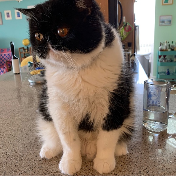 Profile Picture of Gabby Ippolito (@gaippolito) on Poshmark