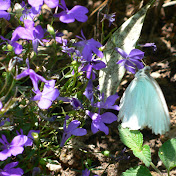 Profile Picture of Dewey Nguyen (@deweysystemnguyen) on Youtube