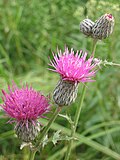Profile Picture of Cirsium muticumon Wikipedia