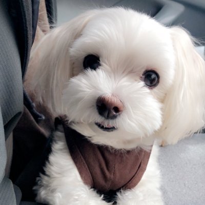 Profile Picture of Nancy Kim (@nanciikim) on Twitter