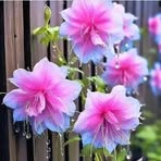 Profile Picture of Aldi Alesa (@Aldi-Alesa) on Facebook