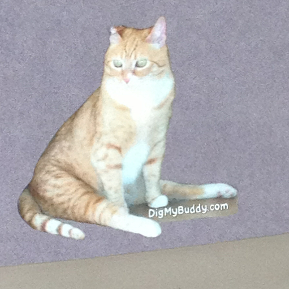 Profile Picture of Wendy Chang (@wchang612) on Poshmark