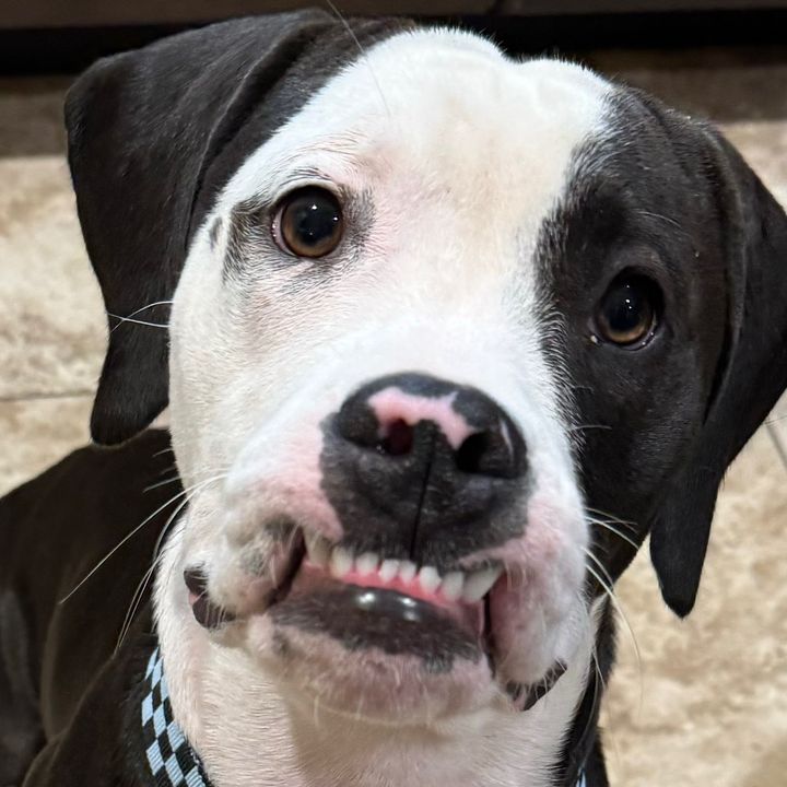 Profile Picture of Vicky Hauser (@vickyhauser3169) on Tiktok