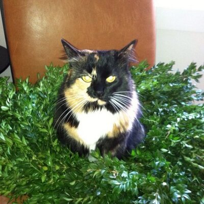 Profile Picture of Stephanie Whitener (@captiansdinner) on Twitter