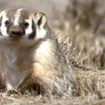 Profile Picture of Robert Walker (@serpico725892) on Instagram