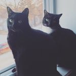 Profile Picture of Marshall & Lilly 🐾 (@marshallandlillyxo) on Instagram