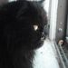 Profile Picture of Deeanna Duncan (@dlholmes04) on Pinterest