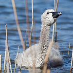 Profile Picture of Icy Liu (@icy_liu) on Flickr