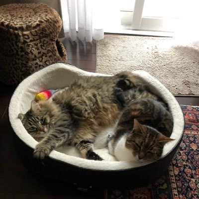 Profile Picture of Ruth Colapinto (@ColapintoRuth) on Twitter