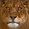 Profile Picture of Ahmed Zaki (@ahmedzaki365) on Flickr