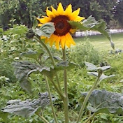 Profile Picture of Mona Daniels (@mdaniels1) on Youtube