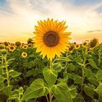 Profile Picture of Jacalyn Roberts (@jacalynroberts77) on Instagram