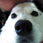 Profile Picture of Mimi Chan (@alice's mimi) on Flickr