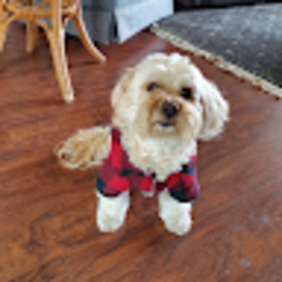 Profile Picture of Kate Lin (@katelin122100) on Poshmark